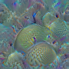 n01914609